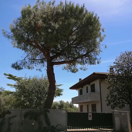 Margherita